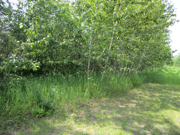 Lot 3613