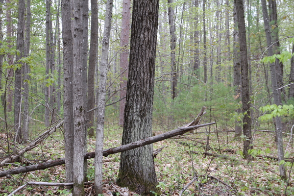 Lot 6220