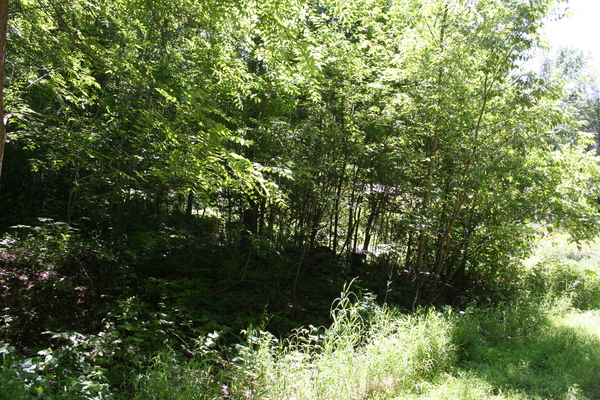 Lot 2600