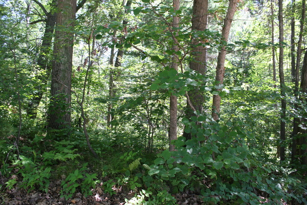 Lot 2602