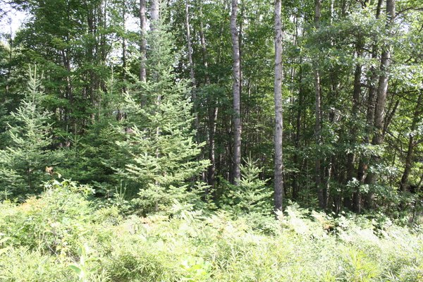 Lot 2640
