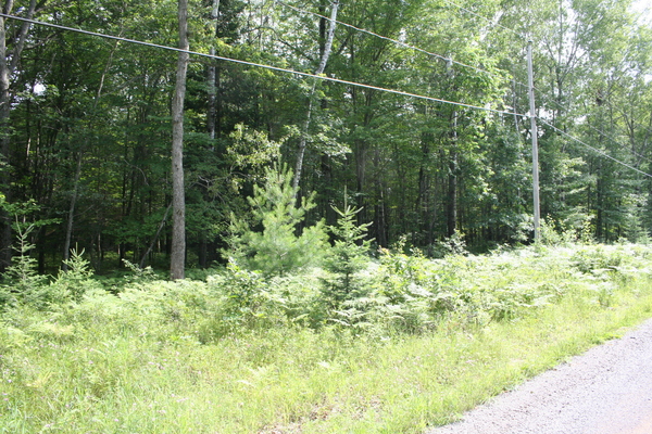 Lot 2645
