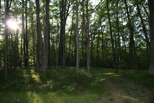 Lot 2654