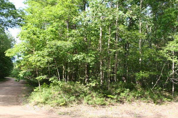 Lot 2656