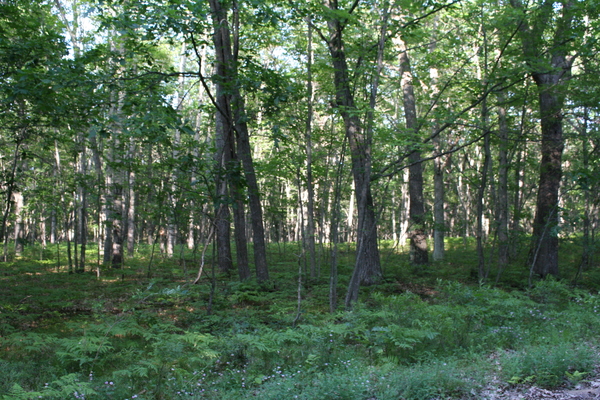 Lot 2659