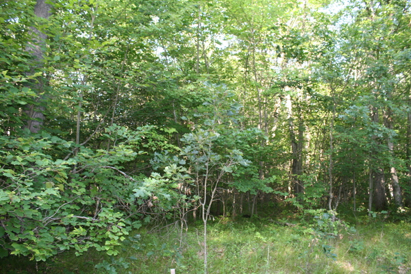 Lot 2661