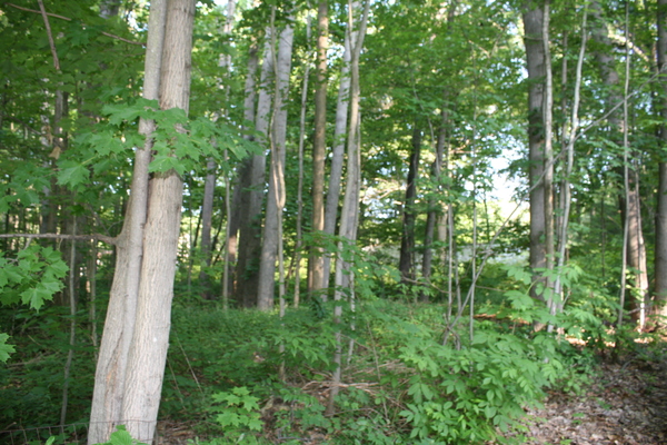 Lot 2666