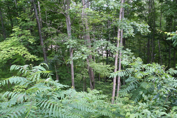 Lot 2687