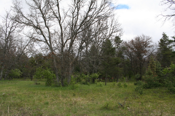 Lot 7003
