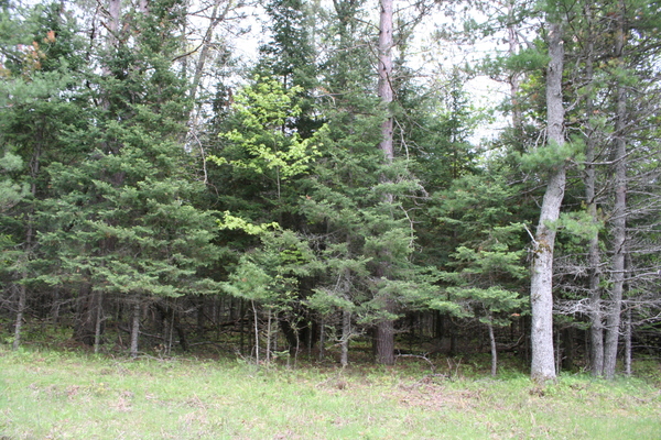 Lot 7004