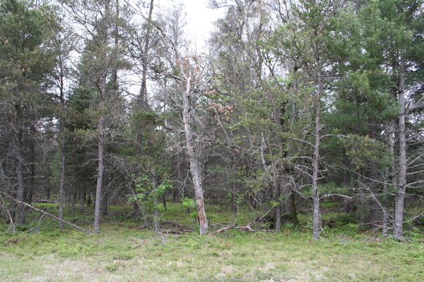Lot 7005