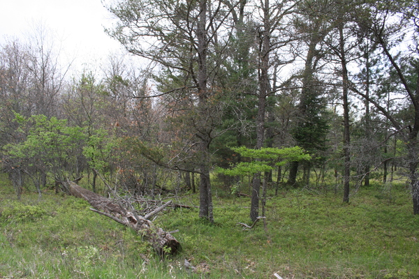 Lot 7006