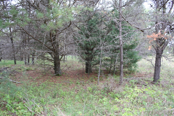 Lot 7007
