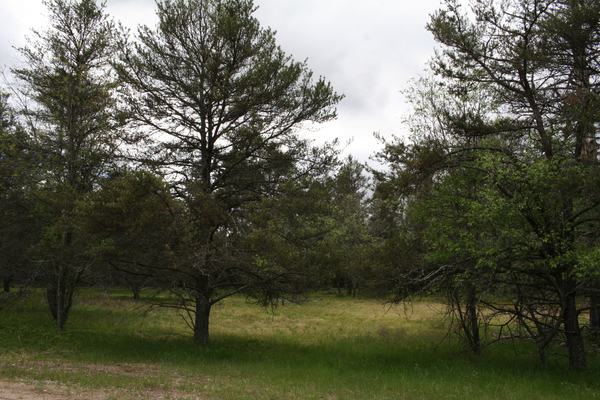 Lot 7008
