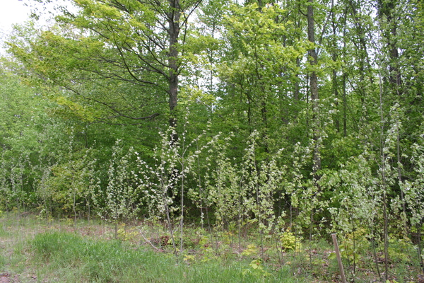 Lot 7011