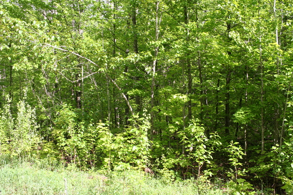 Lot 7012