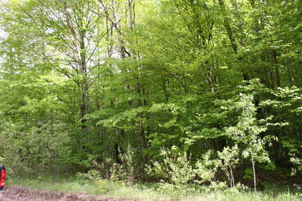 Lot 7013