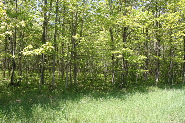 Lot 7021