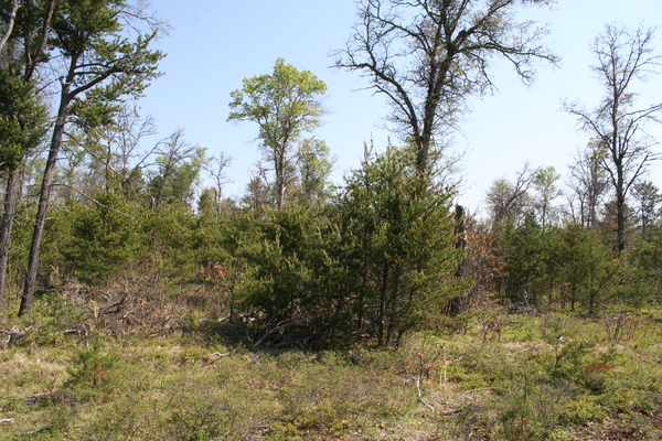 Lot 7031