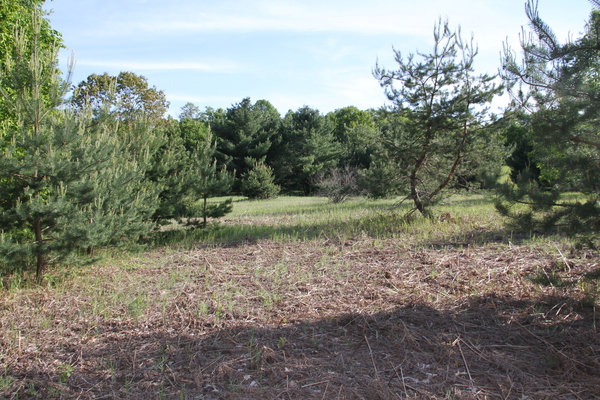 Lot 3105