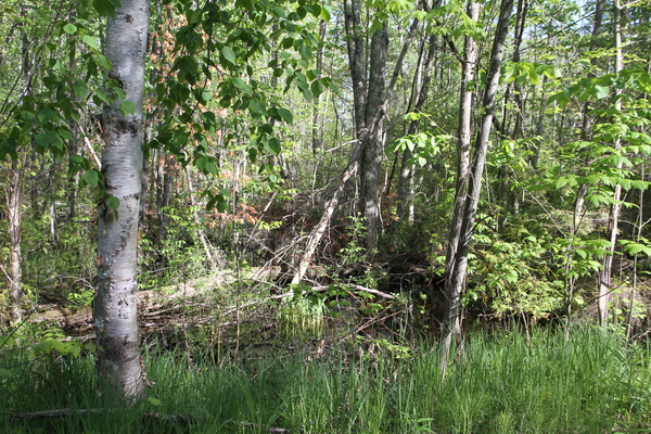 Lot 3116