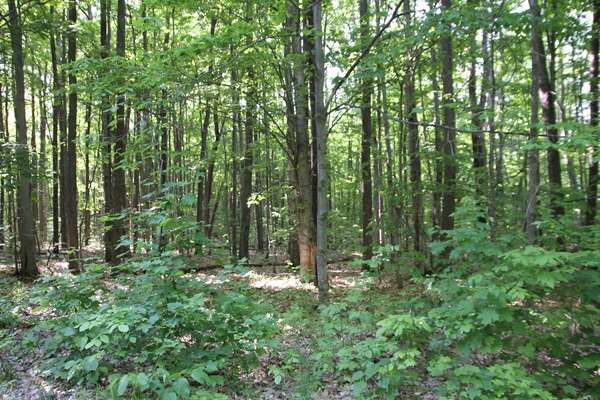Lot 3123