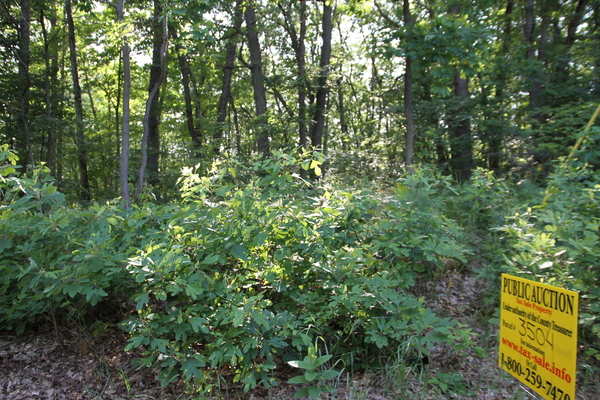 Lot 3504