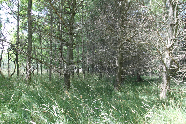 Lot 3521