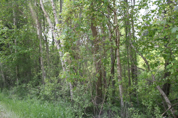 Lot 2405