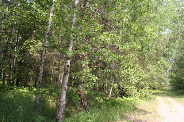 Lot 2409