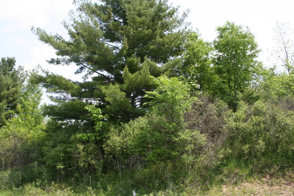 Lot 2414