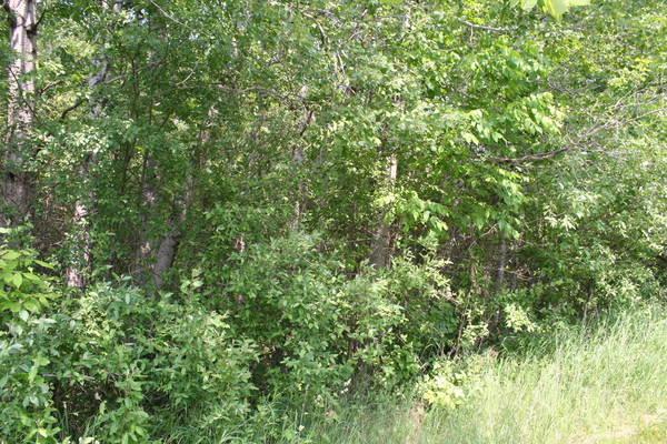 Lot 2415