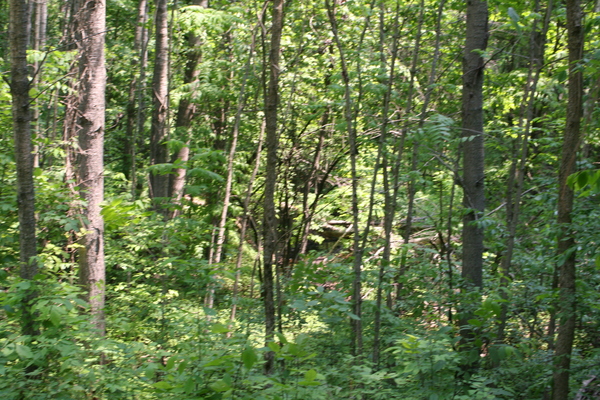 Lot 2416