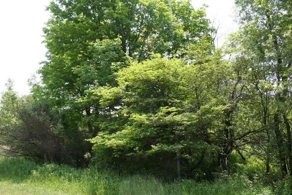 Lot 2419
