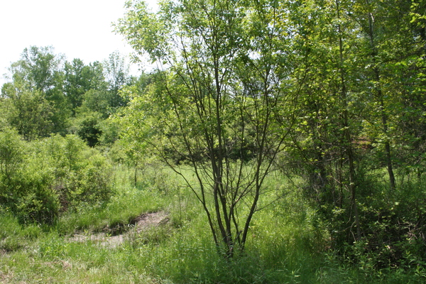 Lot 2421