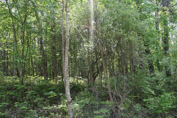 Lot 2423