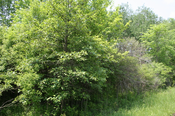 Lot 2424