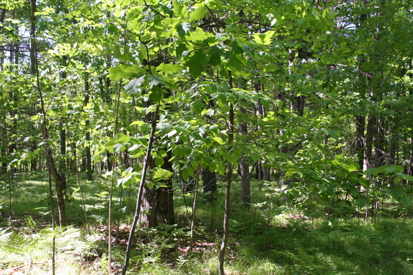 Lot 2436