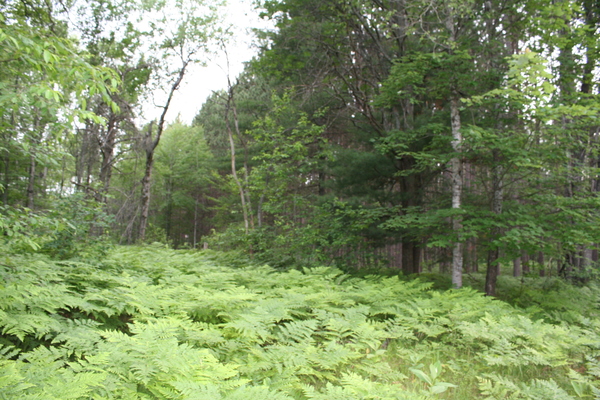 Lot 1516