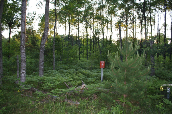 Lot 1517
