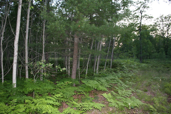 Lot 1526