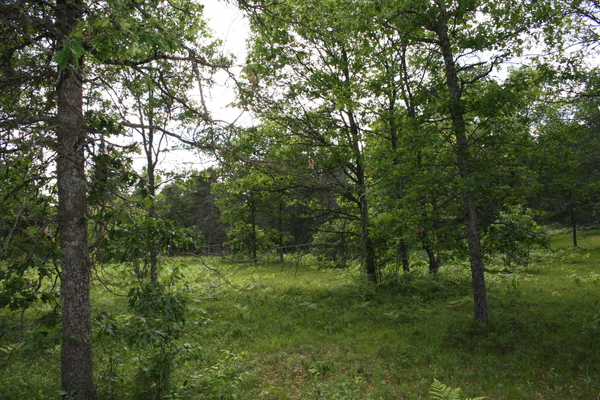 Lot 1537