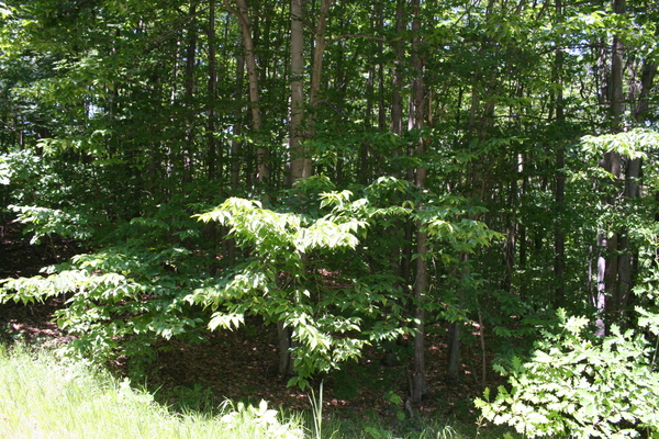 Lot 3904