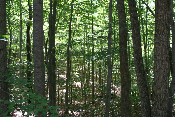 Lot 3907