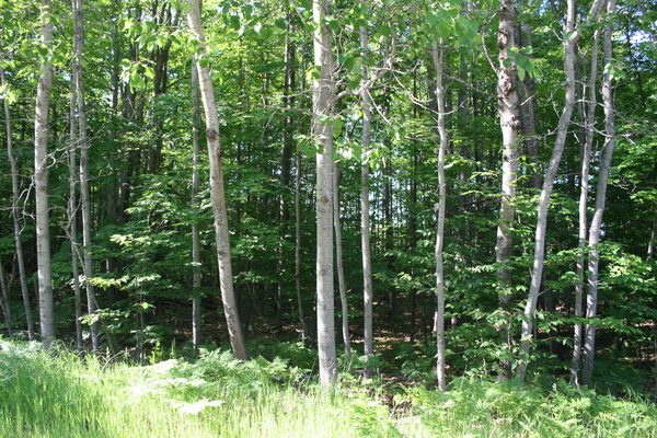 Lot 3908