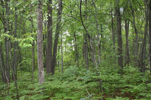 Lot 3914