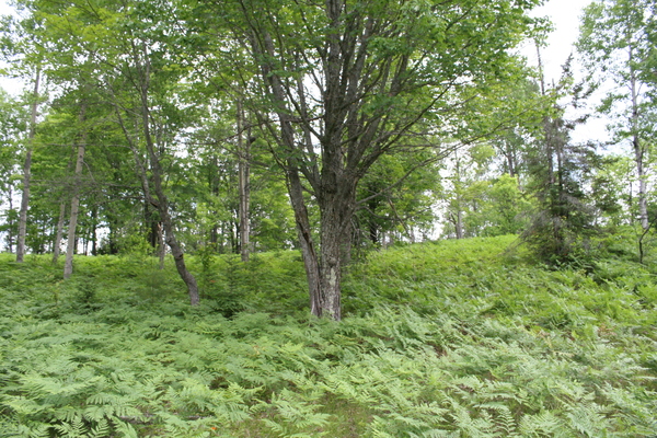 Lot 3923