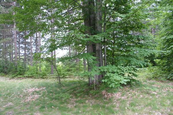 Lot 3929