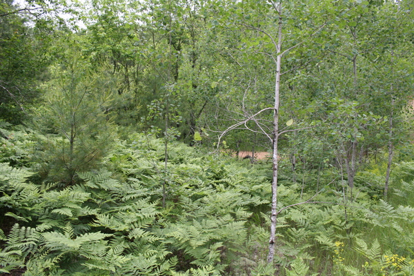 Lot 3937