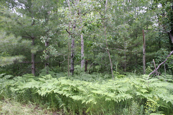 Lot 3944